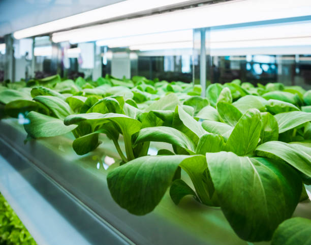 Hydroponic Indoor Gardens