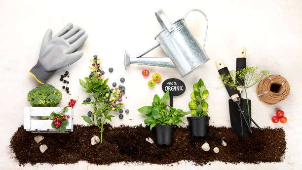 Top Gardening Tips for Beginners