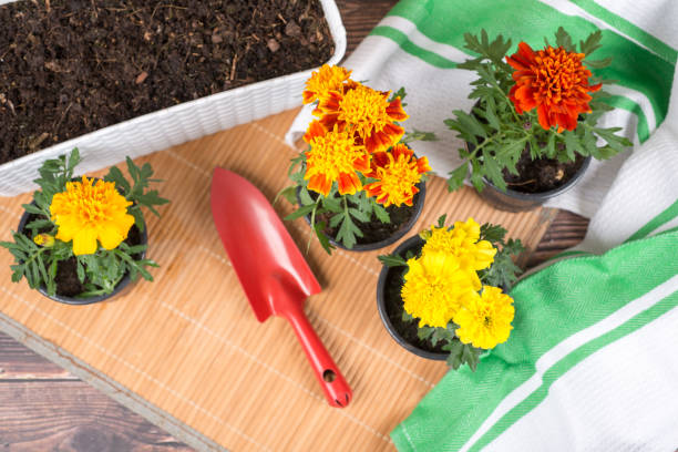 Top Summer Gardening Tips