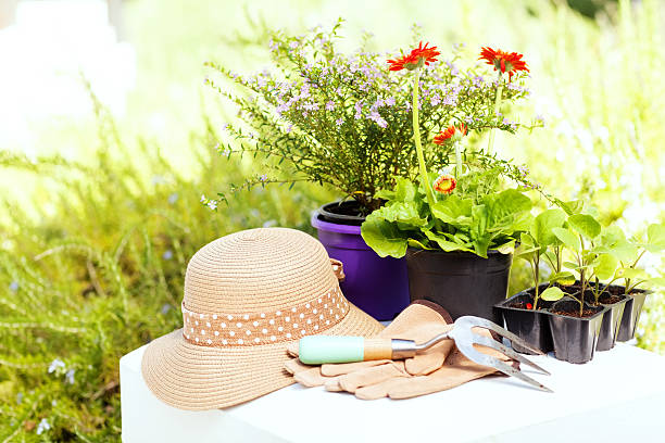 Top Summer Gardening Tips