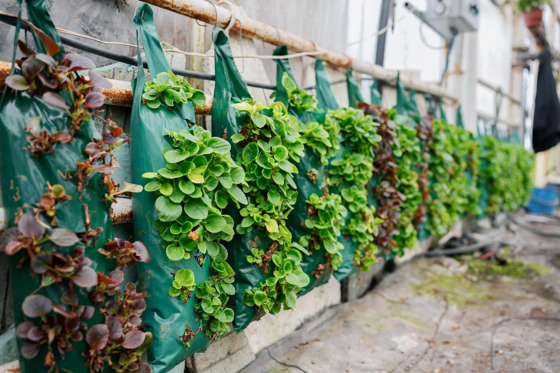 Vertical Gardening: Unleashing Green Paradise in Small Spaces