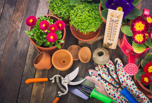 Read more about the article Top Summer Gardening Tips: Developing a Lively Desert Garden in 2023